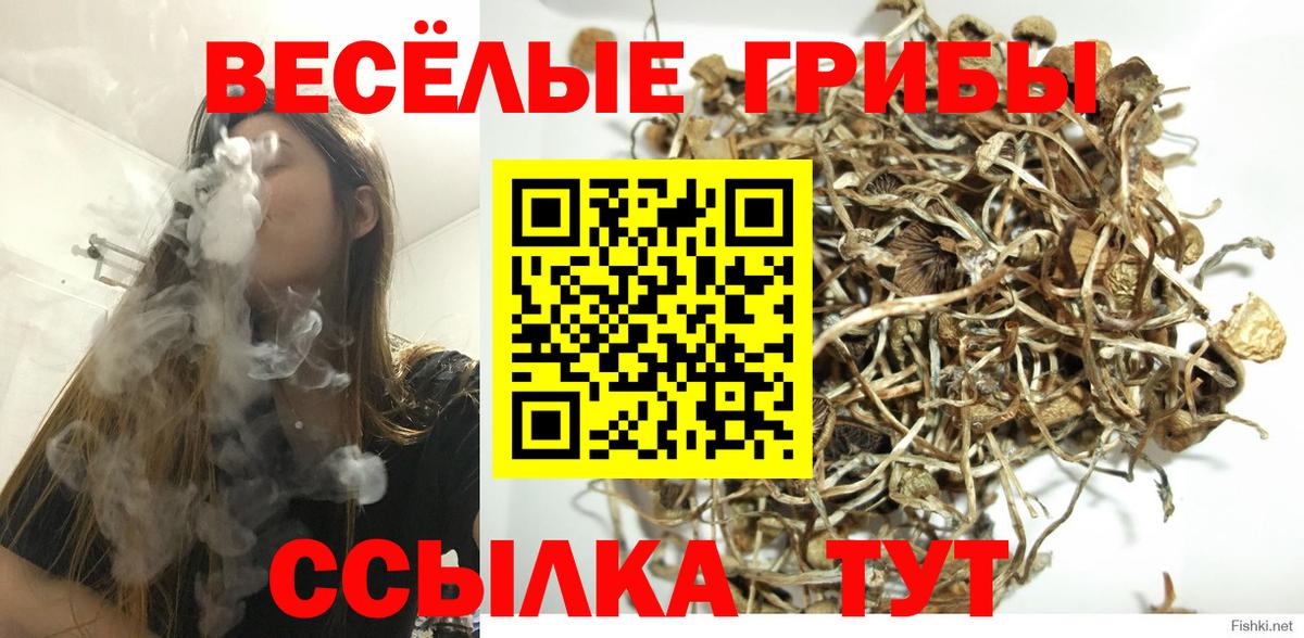 Псилоцибиновые грибы Cubensis Ейск